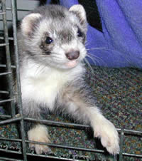 Silver shop mitt ferret